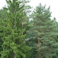 Номер "Стандарт (вид на лес)"