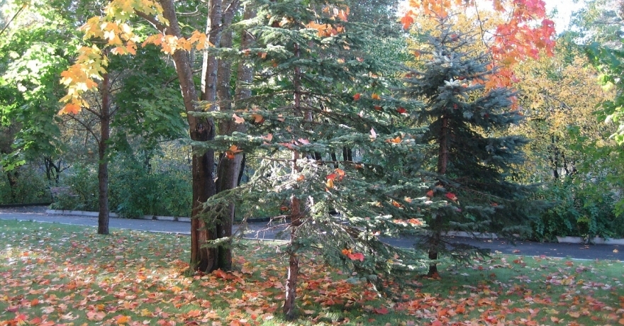 Официальное фото Гостиничного  Комплекса Сосновый Бор 3 звезды