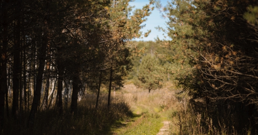 Официальное фото Загородного Клуба Заповедное  звезды