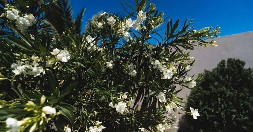 Официальное фото Отеля Грейс Сария  звезды