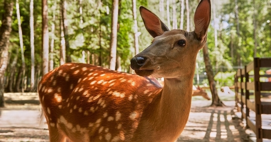 Официальное фото Отеля Лес Арт Резорт 4 звезды