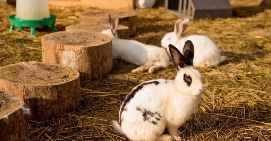 Официальное фото Парк-отеля New Riga Village 3 звезды